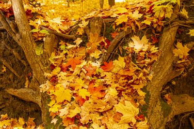Fallen Maple leaves on an Old Tree Trunk