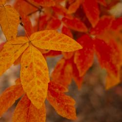 Colorful leaves in the Maple Collection