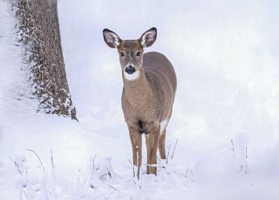 Deer in Winter with snow East side