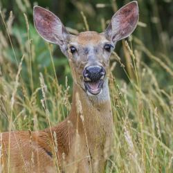 Cheerful White Tailed Deer on the West Side