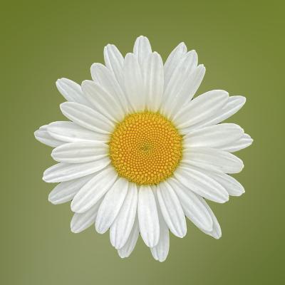 Single Daisy against a green background 