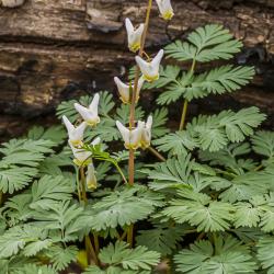 Early Blooming Dicentra in the Woods