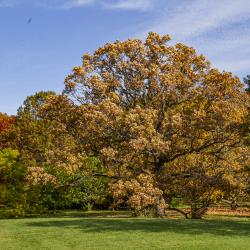 Bur Oak with Neighboring Trees in the Fall