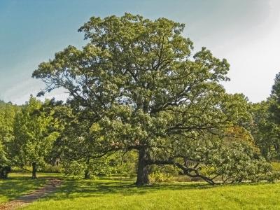 Bur Oak in Summer