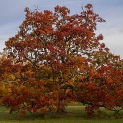 Bur Oak in Fall