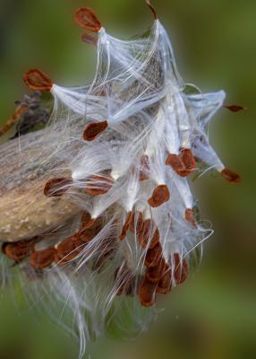Common Milkweed seeds near P16