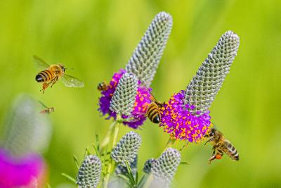 Multiple Bees on Purple Prairie Clover
