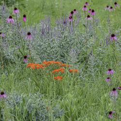 Coneflowers, Butterfly Weed and Leadplant in June in The Schulenberg Prairie