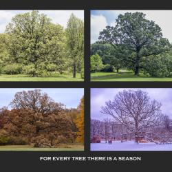Bur Oak in 4 Seasons 