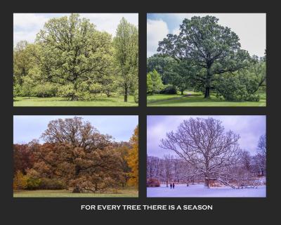 Bur Oak in 4 Seasons 