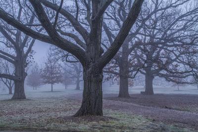 Bare Oaks in Early Morning Fog