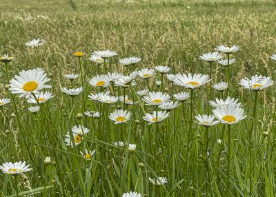 Daisies in the Meadow of the Flowering Tree Collection