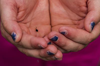 Hands of a Child Holding a Tiny Tadpole