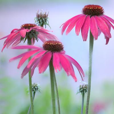 Pink Echinacea Coneflower Trio