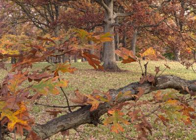 Fall Oaks in the Oak Collection