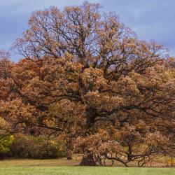 Bur Oak in Fall Against a Blue Sky