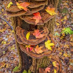 Shelf fungi (Fairy Steps) with Fall Maple leaves