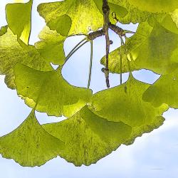 Branch of Ginkgo Leaves
