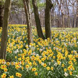 Spring Blooms of Daffodils