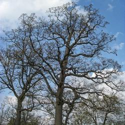 Millenium White Oak in Spring
