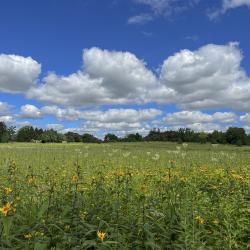 Indian Pale Plantain and Helianthus with Clouds and Trees
