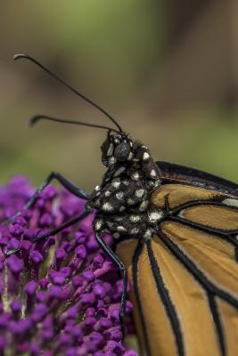 Close-up of Monarch on Butterfly Bush