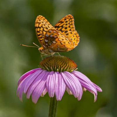Great Spangled Fritillary Butterfly on Pink Coneflower 