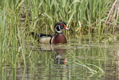 Male Wood Duck in the Japanese Slough