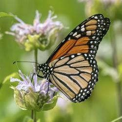 Monarch Butterfly on Monarda