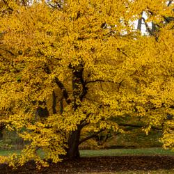 Golden Yellow Katsura Tree
