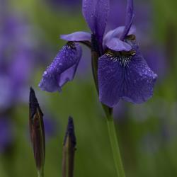 Blooming Iris sibirica with Buds