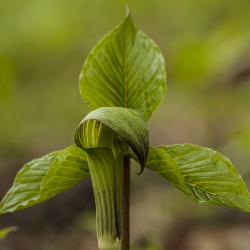 Jack in the Pulpit in Spring