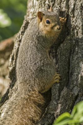 Fox Squirrel clinging to a Tree