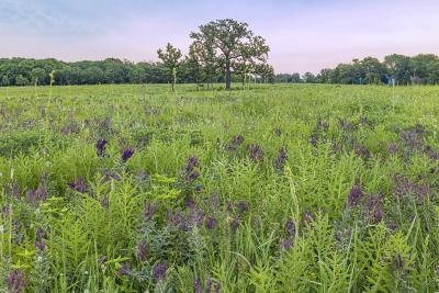 Leadplant with Compass Plant and Bur Oaks in the July Schulenberg Prairie