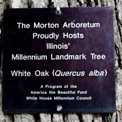 Illinois Millennium Tree Tag
