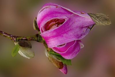 Deep pink Magnolia Flower Unfurling