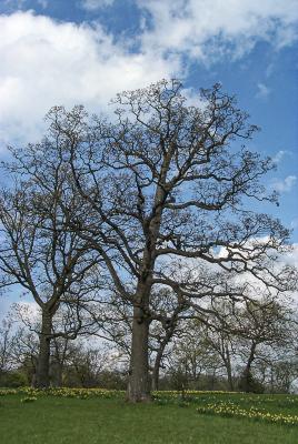 Millenium White Oak in Spring