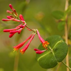 Lonicera sempervirens in the Korea Collection