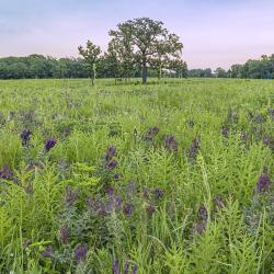 Leadplant with Compass Plant and Bur Oaks in the July Schulenberg Prairie