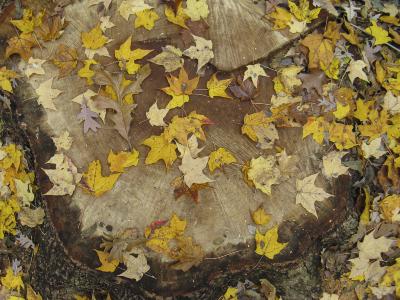 Maple Leaves on a Tree Stump