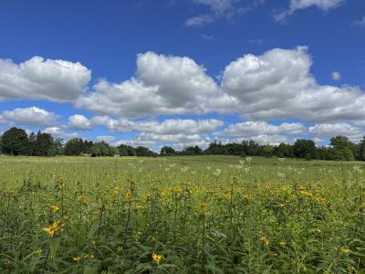 Indian Pale Plantain and Helianthus with Clouds and Trees