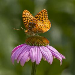 Great Spangled Fritillary Butterfly on Pink Coneflower 