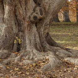 Strong Trunk and Roots of the Mijabe Maple
