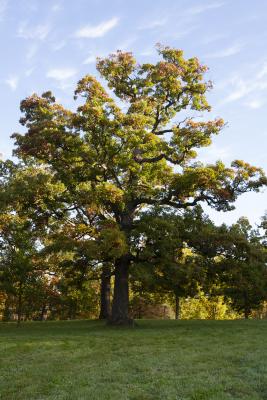 Millennium White Oak Tree