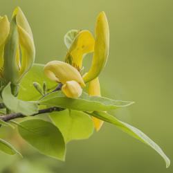Magnolia acuminata in Bud