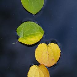 Four Colorful Katsura leaves on the Fragrance Garden pond
