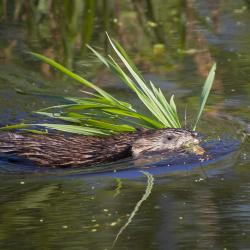 Muskrat in the Japanese Slough
