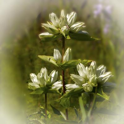Gentiana alba in Full Bloom