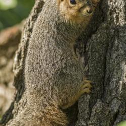 Fox Squirrel clinging to a Tree
