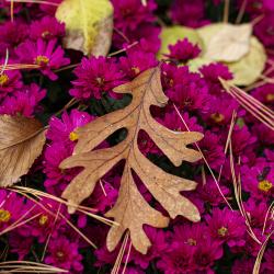 Leaves and Pine needles on Chrysanthemums in the Fall Fragrance Garden